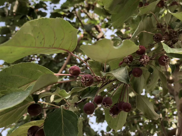 未成年人的犯罪記錄可以封存嗎？看看上海刑事犯罪律師的解答
